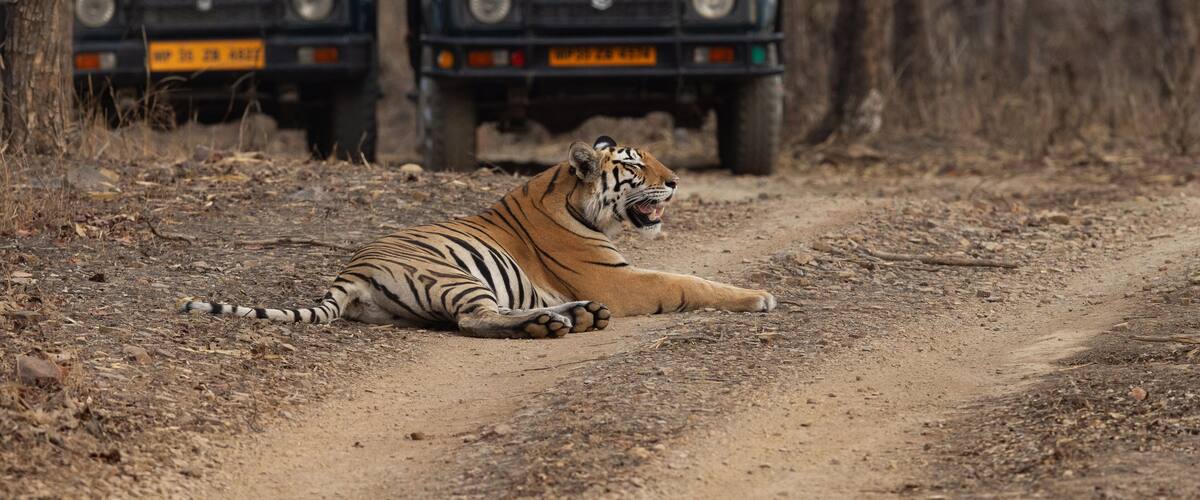 A tiger lying on a dirt path with two vehicles in the background.