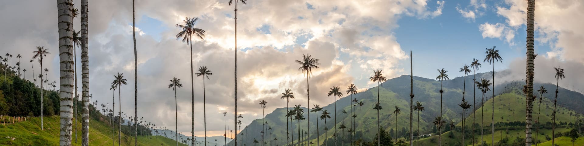 Panorama de la vallée de Cocora avec ses palmiers géant prés de Salento, Colombie