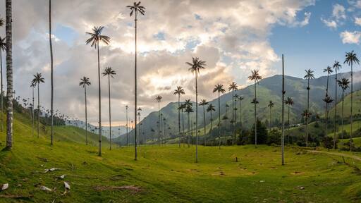 Panorama de la vallée de Cocora avec ses palmiers géant prés de Salento, Colombie