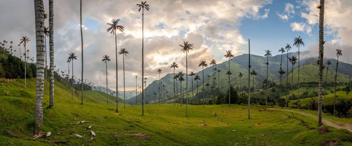 A lush green valley with tall palm trees and distant mountains under a partly cloudy sky.