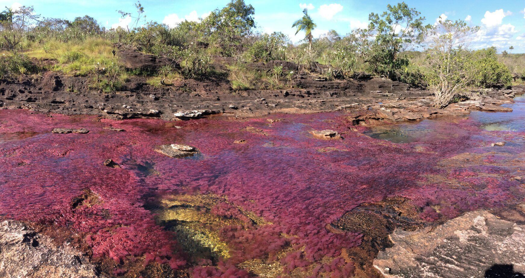Cano Cristales, arguable the most beautiful river n the world... short flight from Bogota, Colombia to Macarena, then boat, then walk