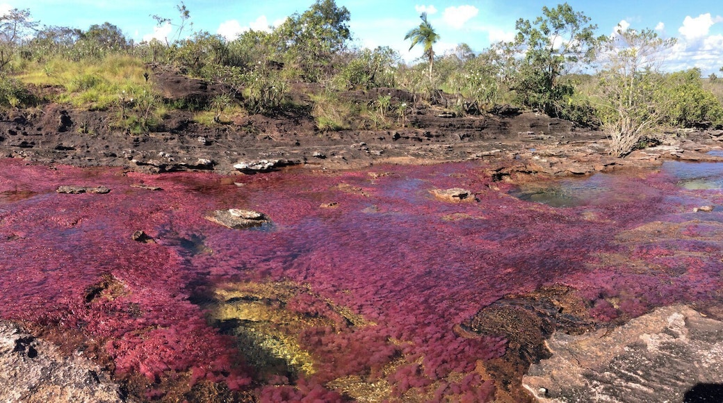 Cano Cristales, arguable the most beautiful river n the world... short flight from Bogota, Colombia to Macarena, then boat, then walk