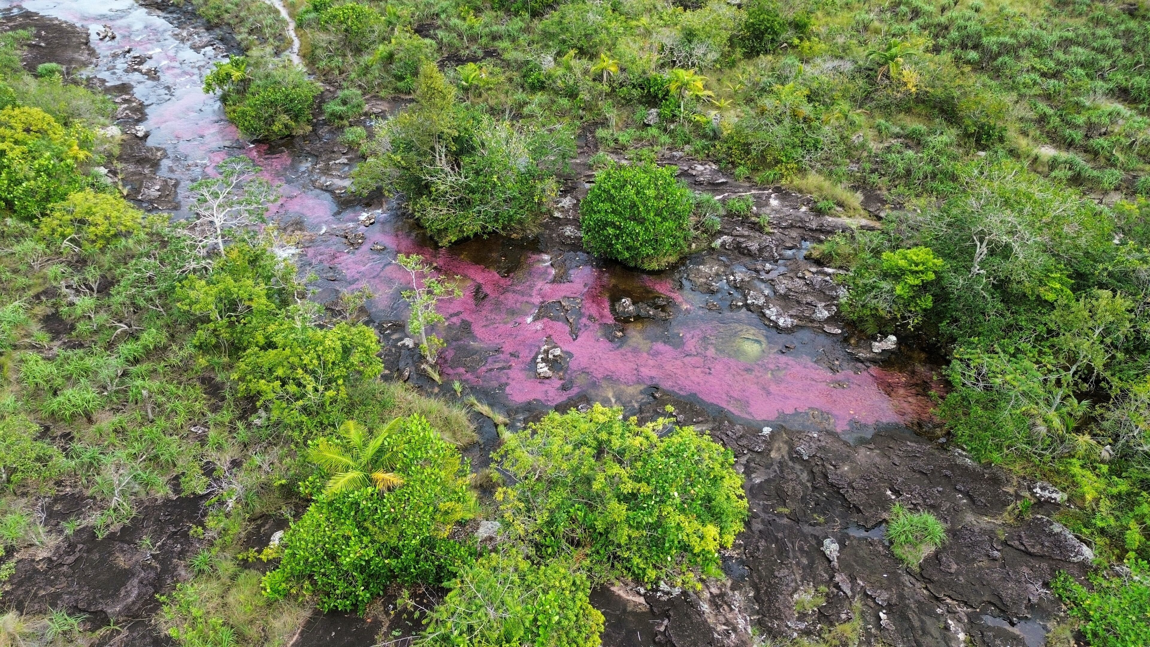 Aerial photo of Cano Cristales, a river located in the Serranía de la Macarena, Colombia