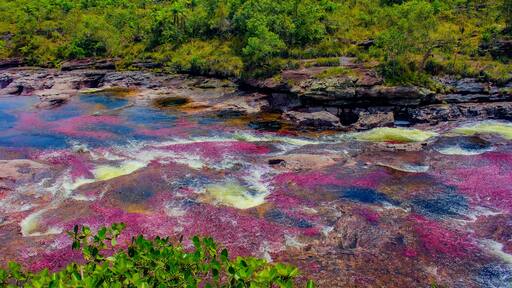 Caño Cristales is a river in Colombia that is located in the Sierra de la Macarena, in the department of Meta. It is considered by many as the “Most Beautiful River in the World”