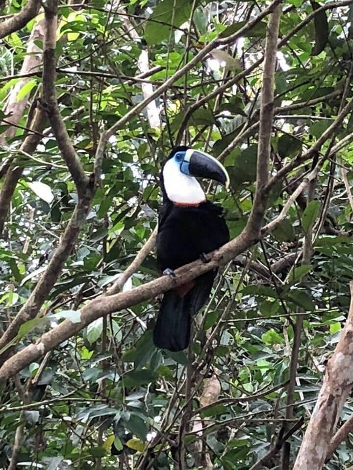 Beautiful toucan in La Macarena, Colombia