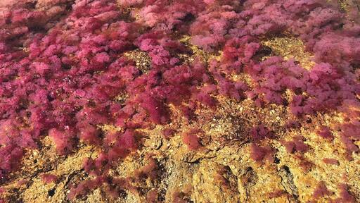 Macarena plant in Cano Cristales