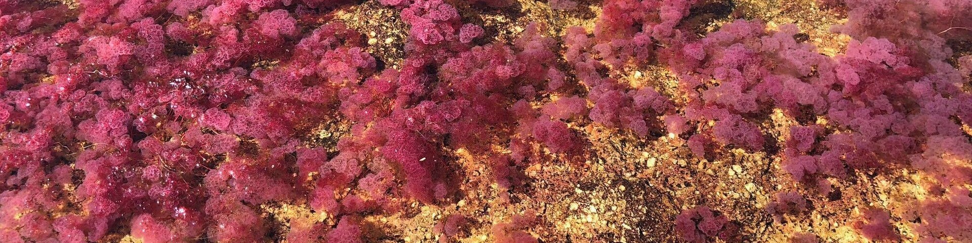 Macarena plant in Cano Cristales