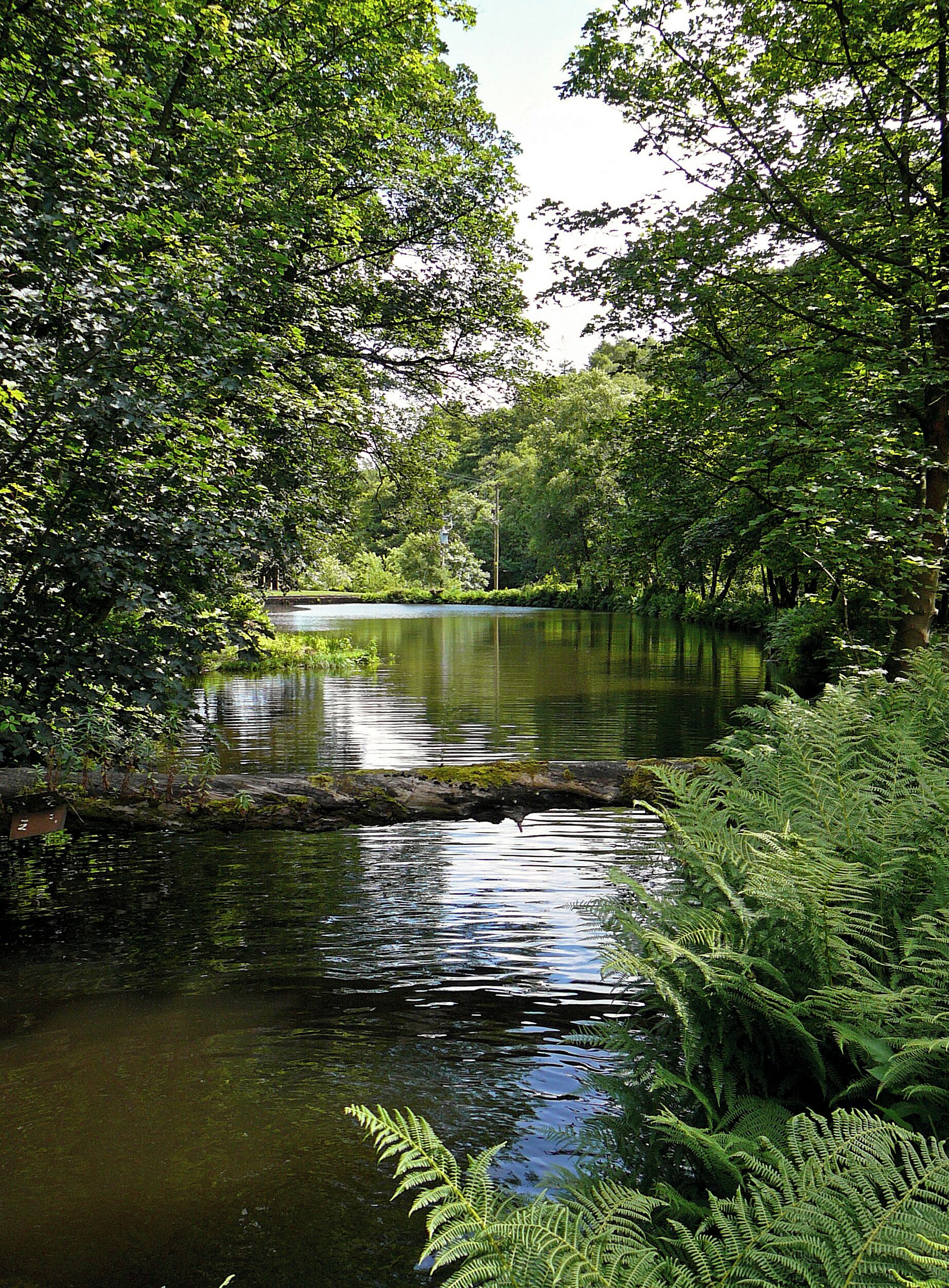 Pond below Ryburn Dam