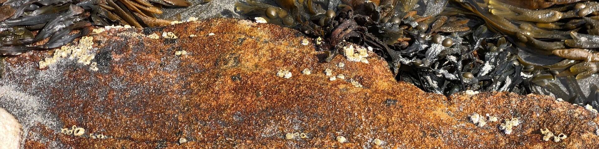 Limpets are herbivorous marine snails with an amazing conical she'll that live along the rocky shores. Here they are on top of some Lichen,
Lichen is made up of two living things, algae and fungi, which live together in a symbiotic relationship. The definition of this is a close and long term interaction between different biological species, which is mutually beneficial to both.
The fungus does its bit by retaining water which protects the alga, which can only live in wet conditions. The alga is photosynthetic, meaning, like a plant, it can turn carbon dioxide in to sugars, which feeds both the alga and the fungus.