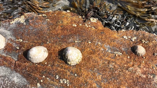 Limpets are herbivorous marine snails with an amazing conical she'll that live along the rocky shores. Here they are on top of some Lichen,
Lichen is made up of two living things, algae and fungi, which live together in a symbiotic relationship. The definition of this is a close and long term interaction between different biological species, which is mutually beneficial to both.
The fungus does its bit by retaining water which protects the alga, which can only live in wet conditions. The alga is photosynthetic, meaning, like a plant, it can turn carbon dioxide in to sugars, which feeds both the alga and the fungus.