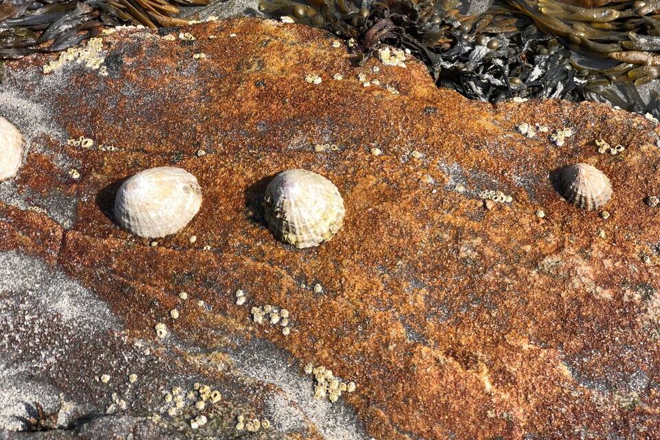 A rocky surface with seaweed and barnacles.