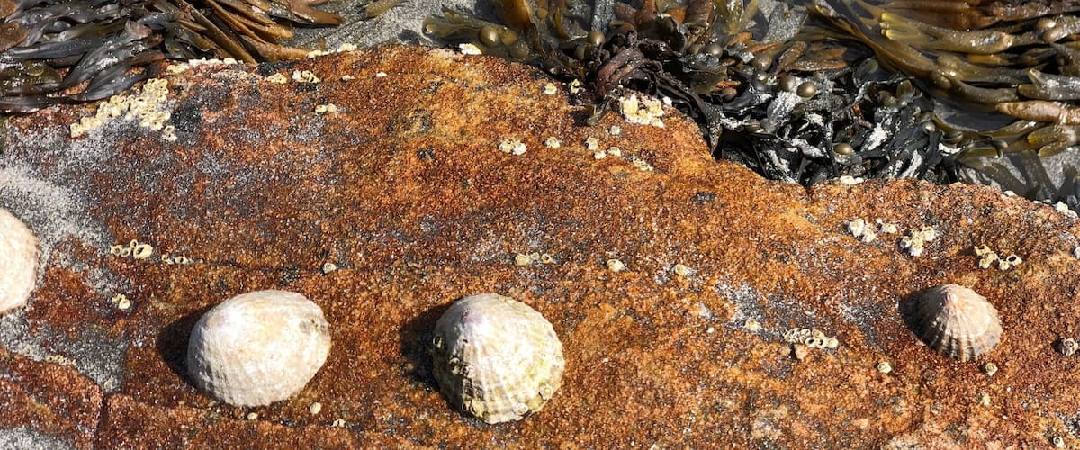 A rocky surface with seaweed and barnacles.