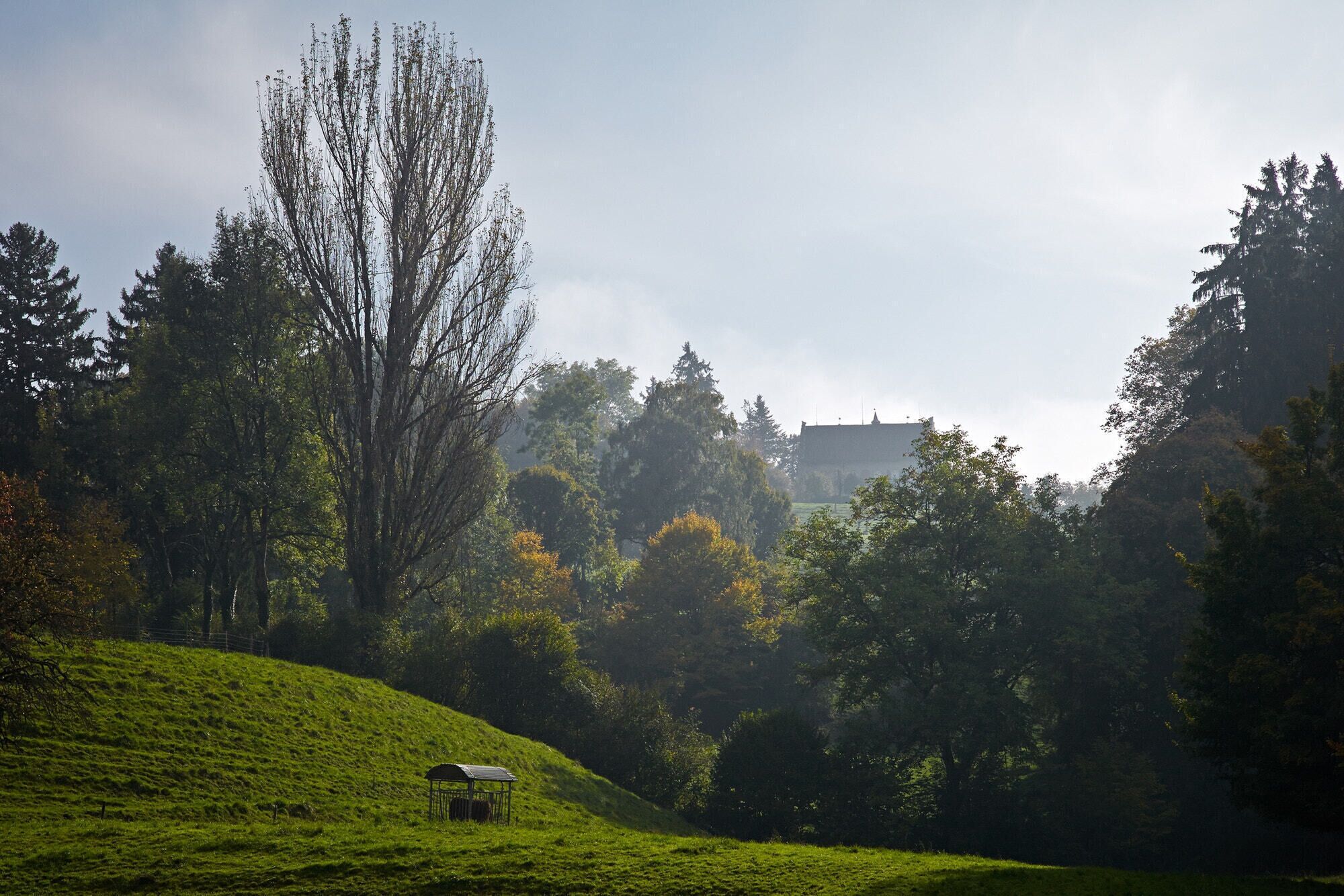 A grassy hill with a small structure and a large tree in the background.