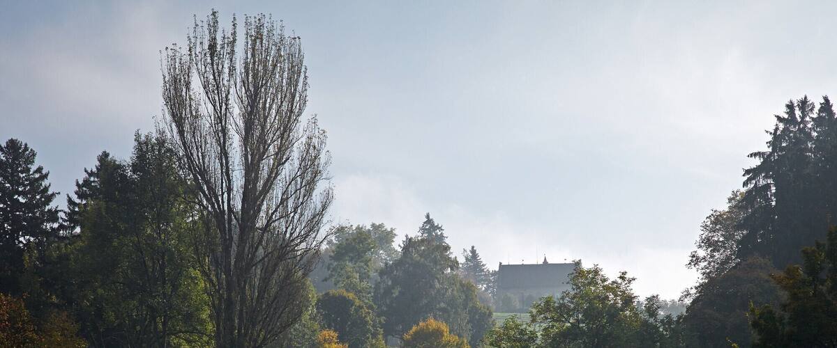 A grassy hill with a small structure and a large tree in the background.