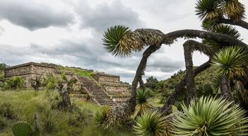 Een stenen piramide, pijpcactussen en een cactus in een grasveld.