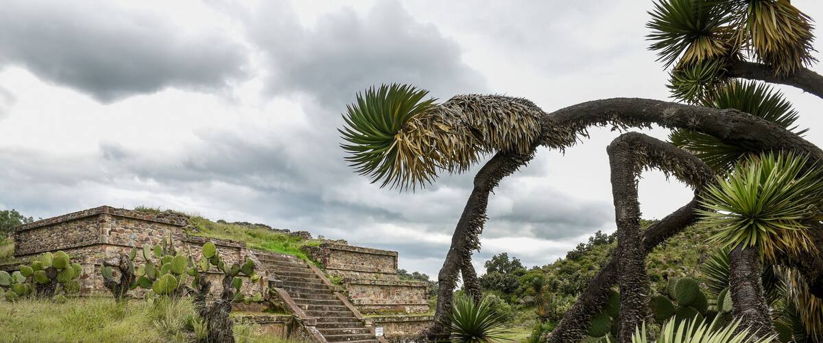 A stone pyramid, yucca plants, and a cactus in a grassy area.