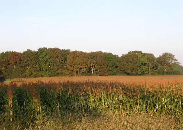 Twenty Acre Meadow The name of the field according to the 1839 tithe map. New Barn Shaw is the wood at the far end of the field of maize which would be removed later on during the day.