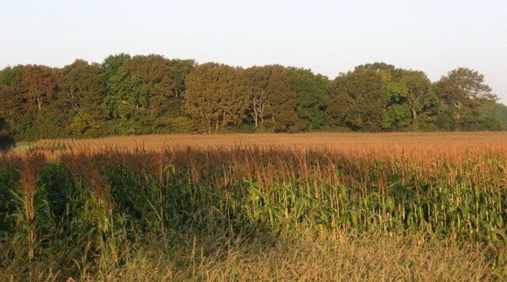 Twenty Acre Meadow The name of the field according to the 1839 tithe map. New Barn Shaw is the wood at the far end of the field of maize which would be removed later on during the day.
