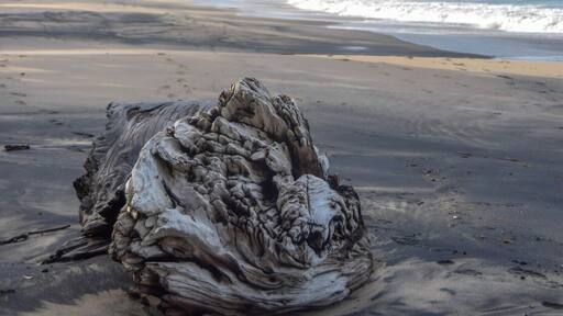 Flaxmill Bay is a wonderful little beach - you can go paddle boarding or kayaking in the sheltered cove at one end, play with kids in the stream and shallow water or swim in the bigger surf at the other end. It has an incredible mix of white and black sand - the black sand glitters brightly, in swirling patterns throughout the white. It's gorgeous. Another bonus is the nearby Shakespeare Cliffs, which offer an easy 20 minute walk to incredible panoramic views of Mercury Bay, Lonely Bay, Cooks Beach, the Marine Reserve and its islands.