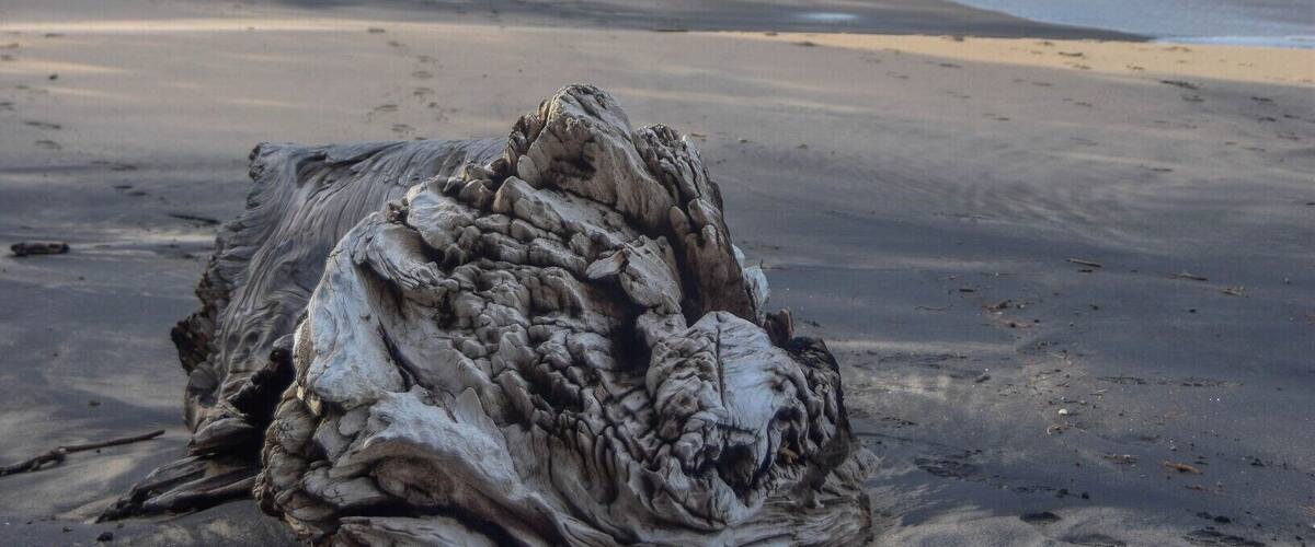 A large piece of driftwood on a sandy beach with a calm sea and a clear sky.