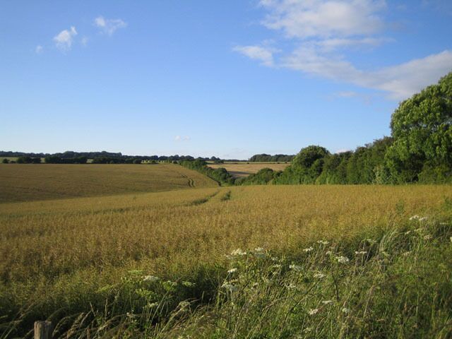 Farmland near Chilmark. This view of crop fields on chalk downland north of Chilmark is taken from an unclassified road called Cow Drove. In the distance, the line of trees on the right intersects with an east-west drove road, the Ox Drove, see 481938, and beyond that is Chilmark Down.
