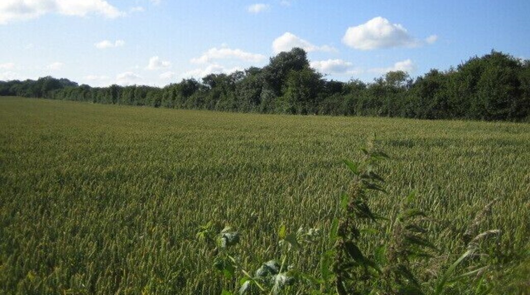 Grim's Ditch, The Bake near Chilmark 2. Looking west, the line of trees marks the line of an ancient earthwork, Grim's Ditch which crosses west Wiltshire roughly east to west. See 875482 for more details.