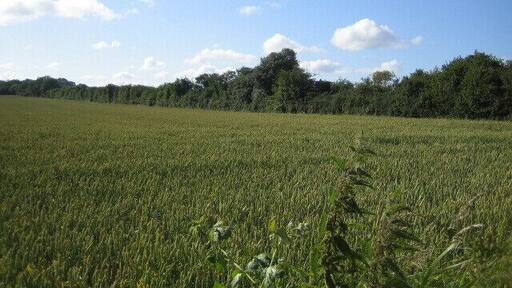 Grim's Ditch, The Bake near Chilmark 2. Looking west, the line of trees marks the line of an ancient earthwork, Grim's Ditch which crosses west Wiltshire roughly east to west. See 875482 for more details.