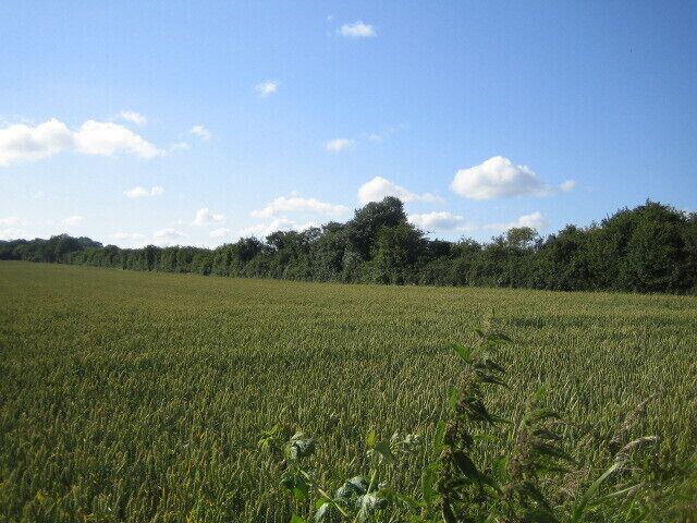 A vast green field with a line of trees in the distance under a clear blue sky.