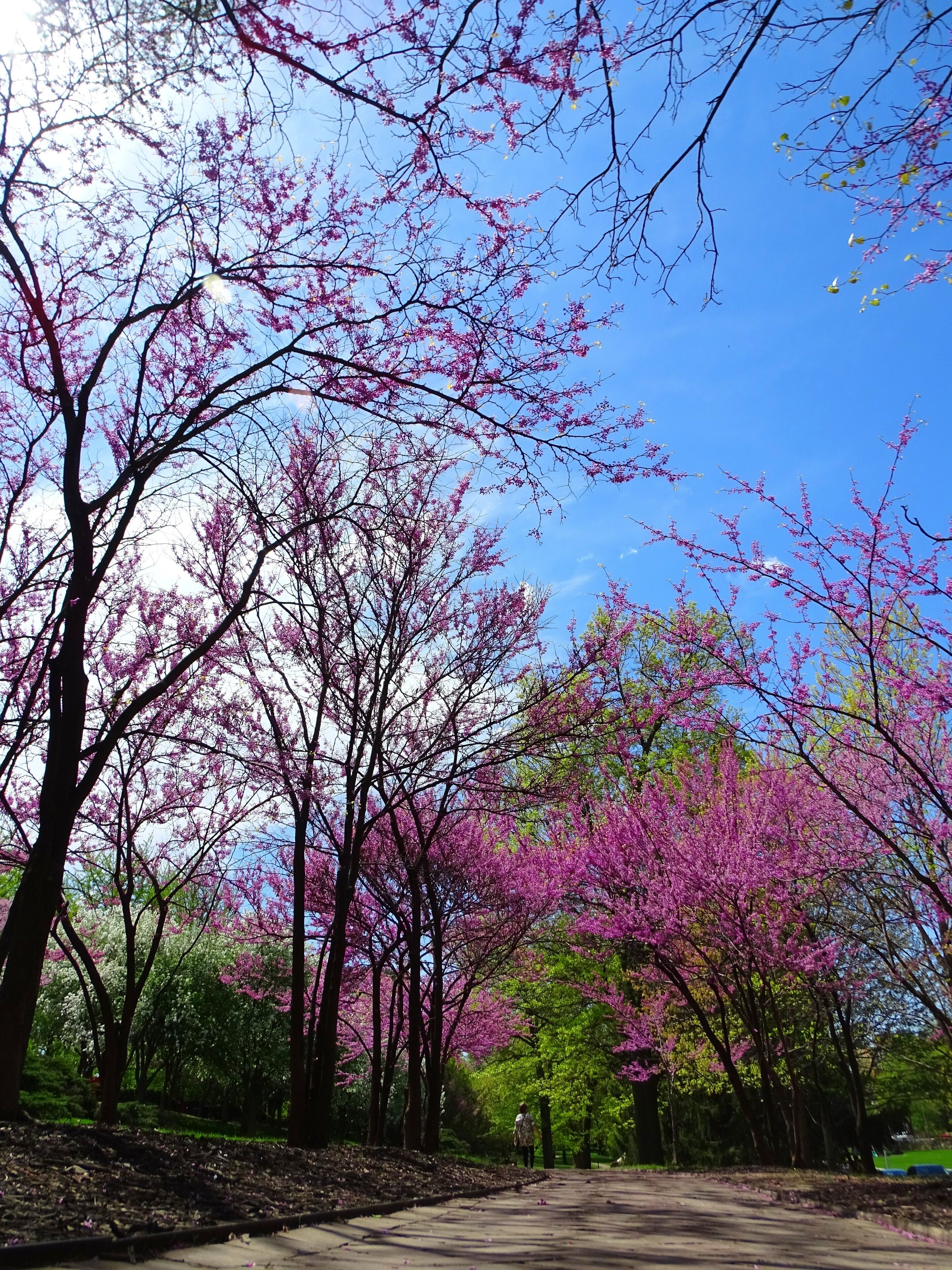 A park with cherry blossom trees in full bloom.