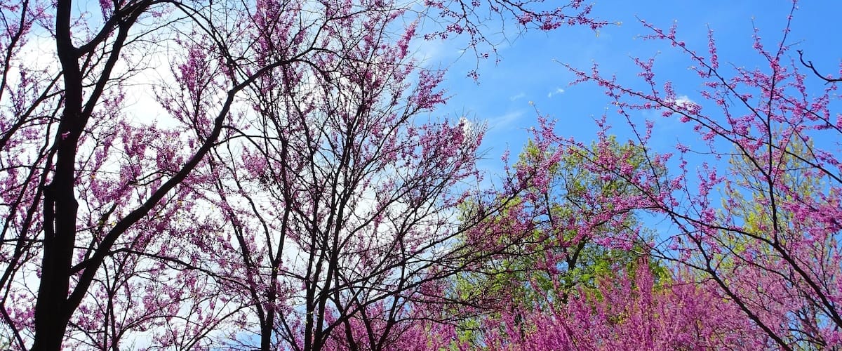A park with cherry blossom trees in full bloom.