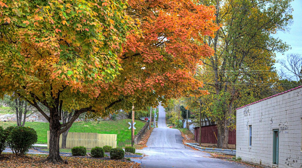 Magnificent Maple on Brickey Street Steelville Missouri Looking north down Brickey Street on a autumn afternoon. A beautiful maple tree in prime foliage creates a classic small town America scene.