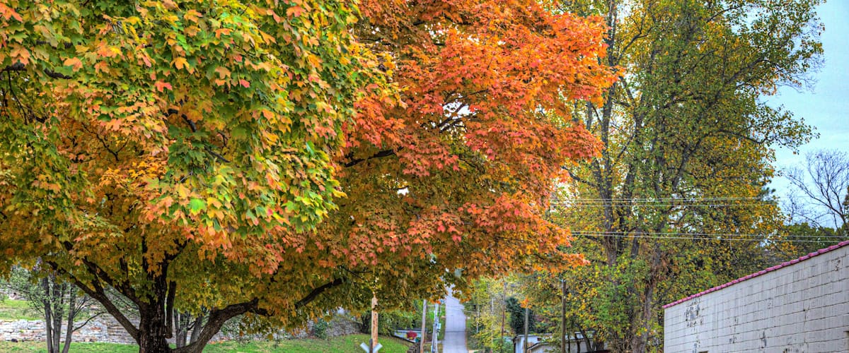 A tree-lined street with autumn foliage, a railroad crossing, and a building with graffiti.