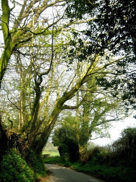The lane to Higher Halstock Leigh From Winyards Gap the lane winds through to Crook Hill and on to Higher Halstock Leigh.