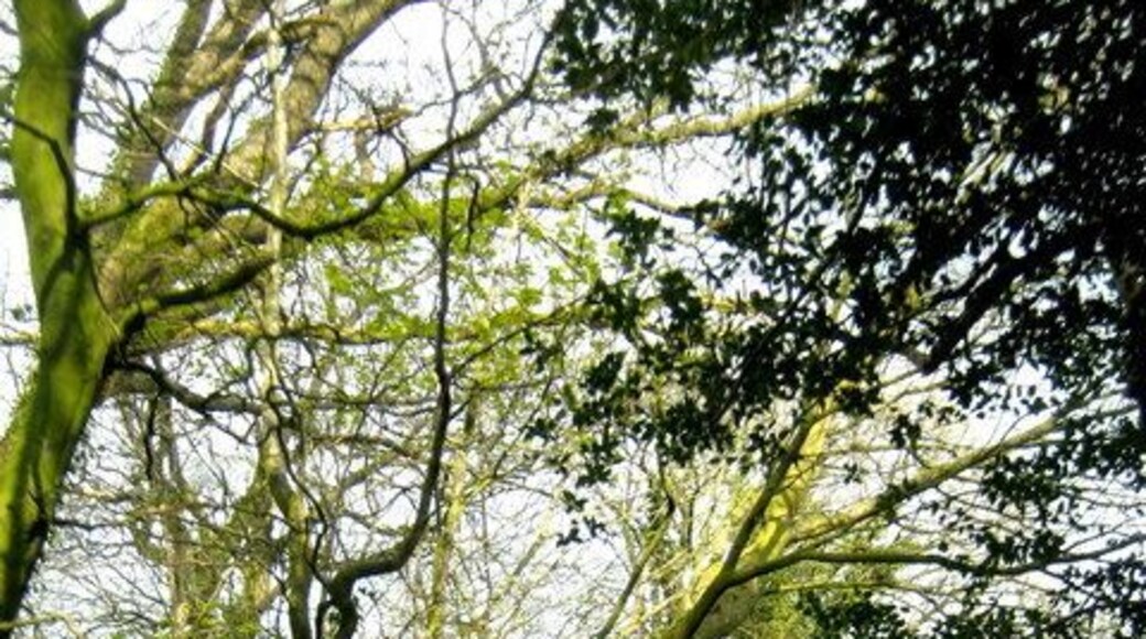The lane to Higher Halstock Leigh From Winyards Gap the lane winds through to Crook Hill and on to Higher Halstock Leigh.