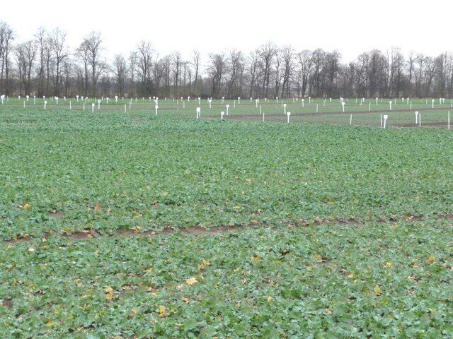 An experimental crop at Smeathalls Farm