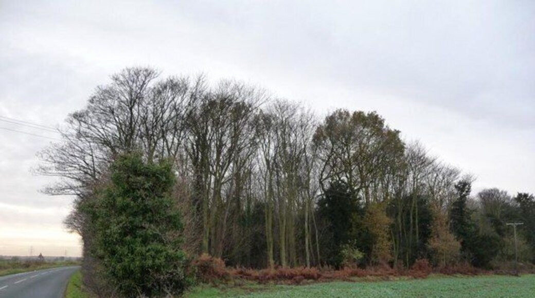 Wall Close Wood, off Birkin Lane