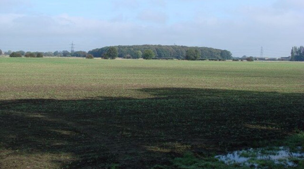 Bywater Woods, seen across farmland from Burton Common Woods.