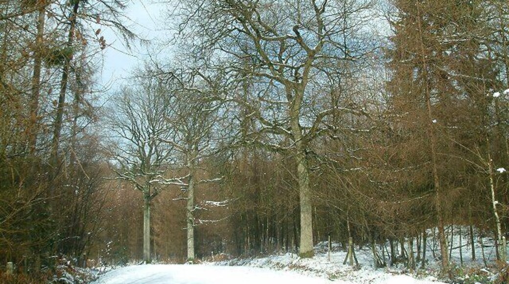 Oak trees in snow. Oak trees on rideside at Yellowcoat Wood, Flimwell. Looking north from the Woodland Enterprise Centre gridshell building