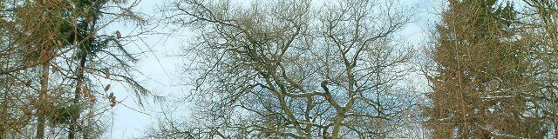 Oak trees in snow. Oak trees on rideside at Yellowcoat Wood, Flimwell. Looking north from the Woodland Enterprise Centre gridshell building