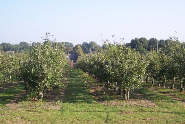Orchard near Horsmonden This apple orchard is seen from a path from Goudhurst Road to Lewes Heath.