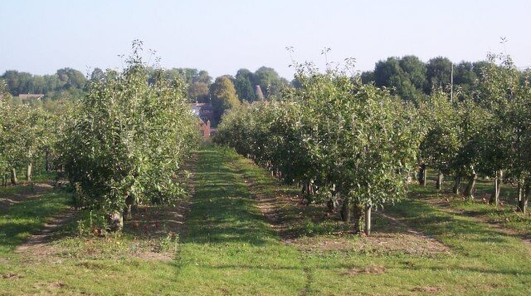 Orchard near Horsmonden This apple orchard is seen from a path from Goudhurst Road to Lewes Heath.