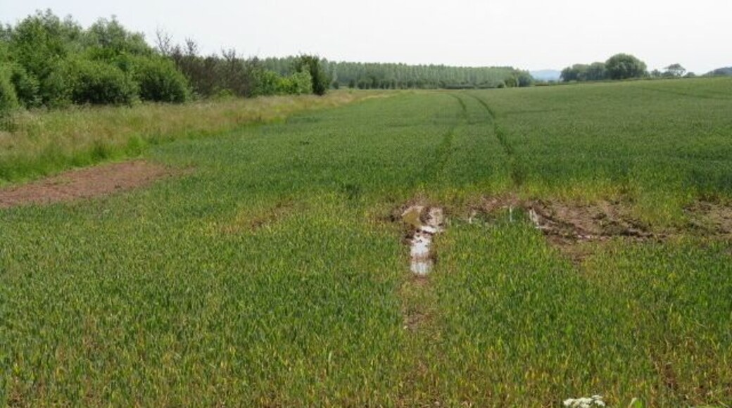 Field By The Footpath