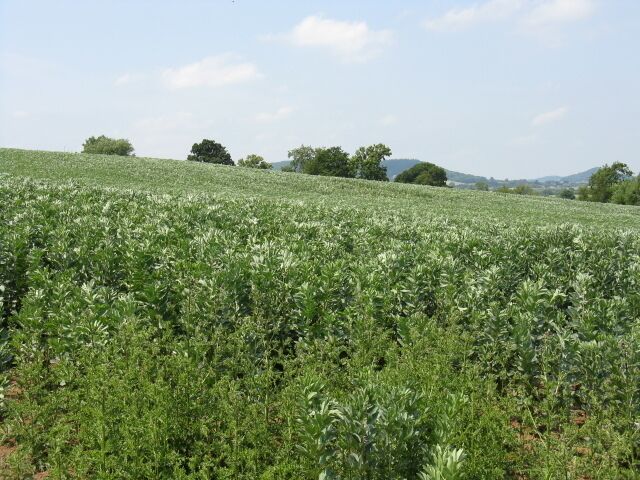 Hillside Crops Near Moreton on Lugg