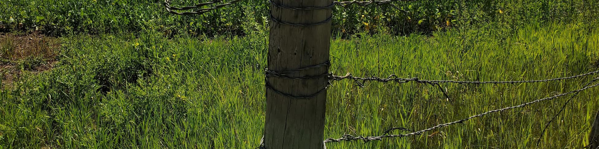 Just a sliver of the farm I grew up on.
Old post & a golden Canola field... the field was often mint when I was a kid