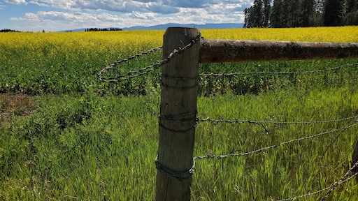 Just a sliver of the farm I grew up on.
Old post & a golden Canola field... the field was often mint when I was a kid