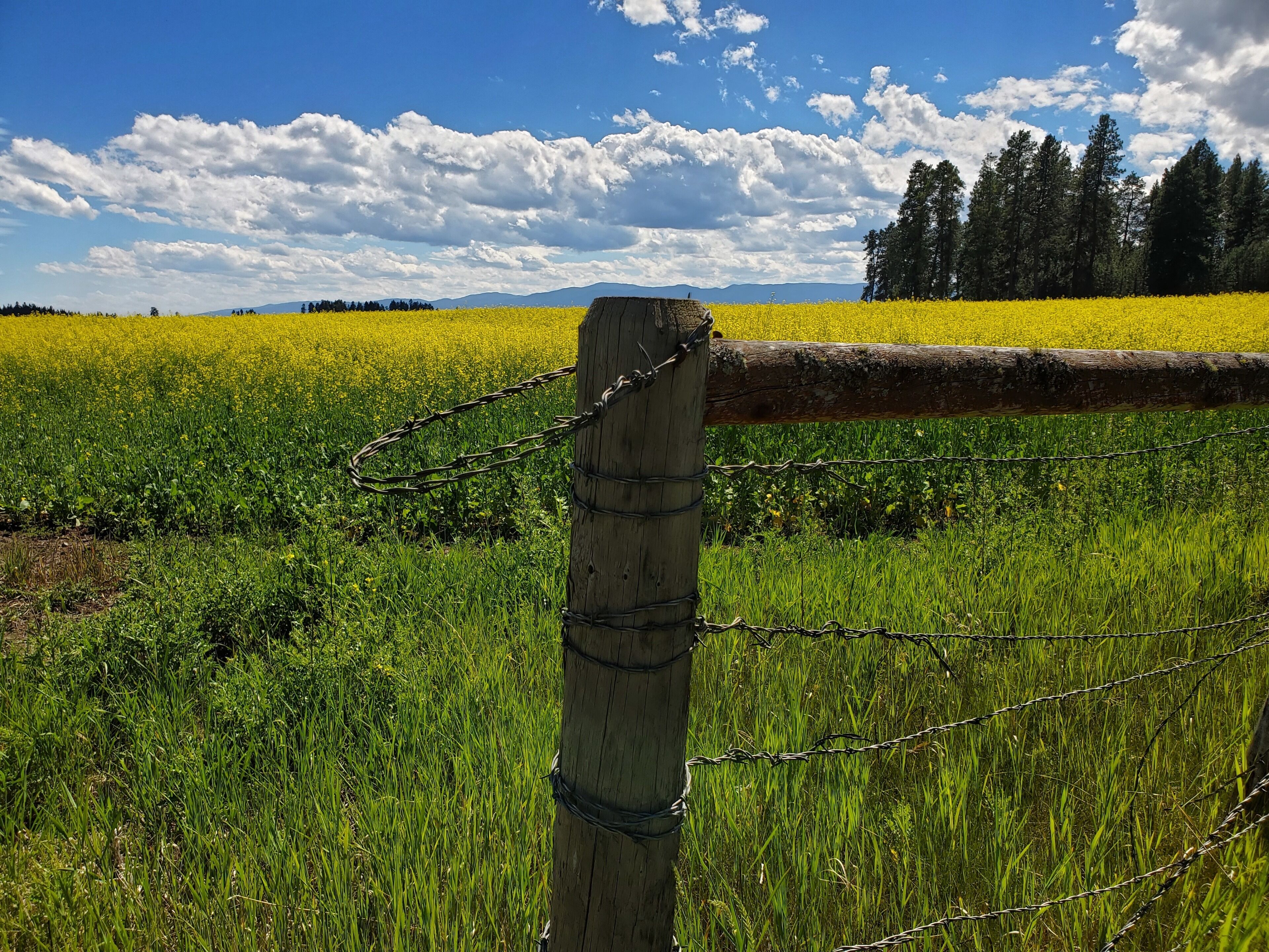 A field of yellow flowers with a wooden fence and barbed wire.