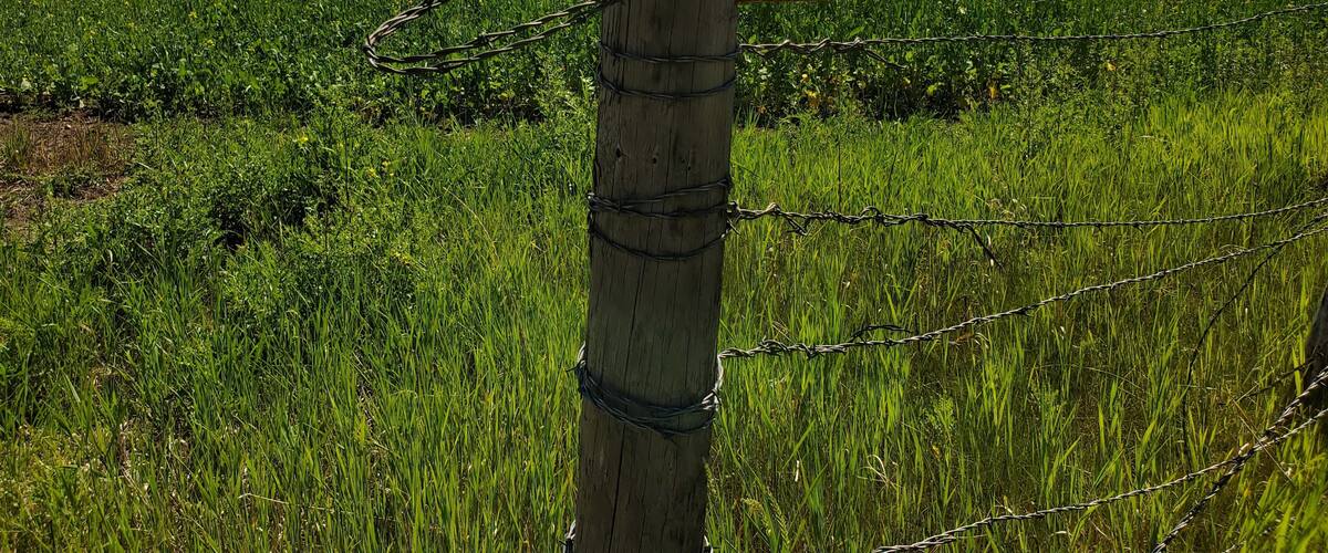 A field of yellow flowers with a wooden fence and barbed wire.