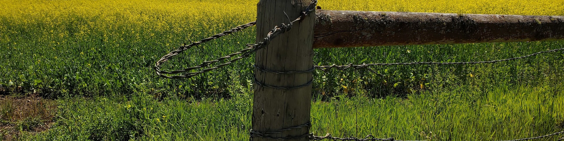 A field of yellow flowers with a wooden fence and barbed wire.