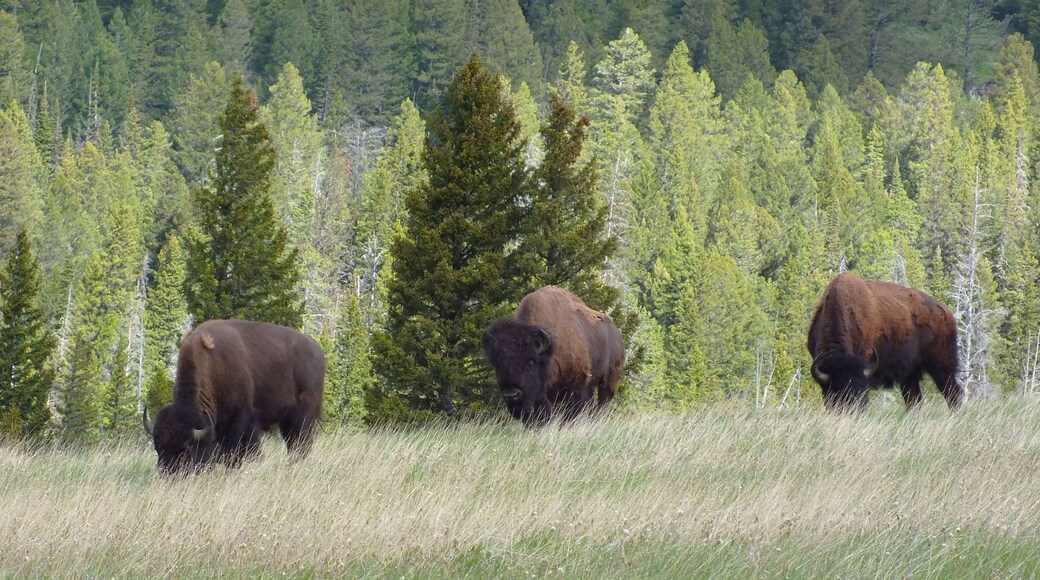American Bison