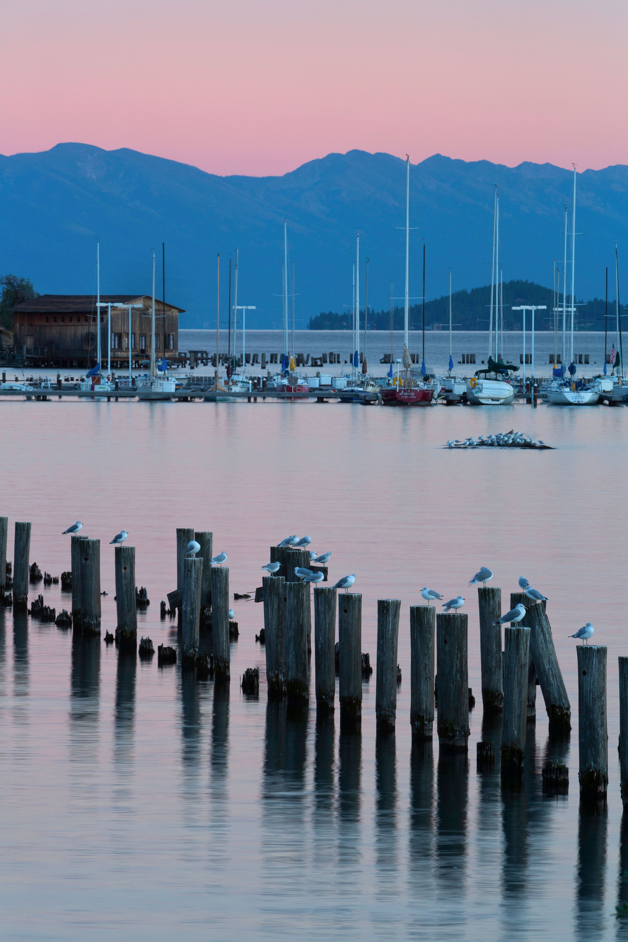 A marina with boats, wooden posts, and seagulls.